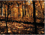 Amana Colonies Nature Trail, Homestead